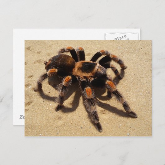 Tarantula Postkarte (Vorne/Hinten)