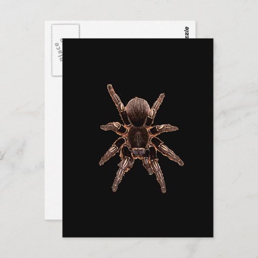 Tarantula Postkarte (Vorne/Hinten)