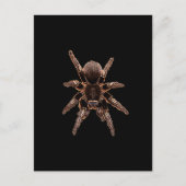 Tarantula Postkarte (Vorderseite)