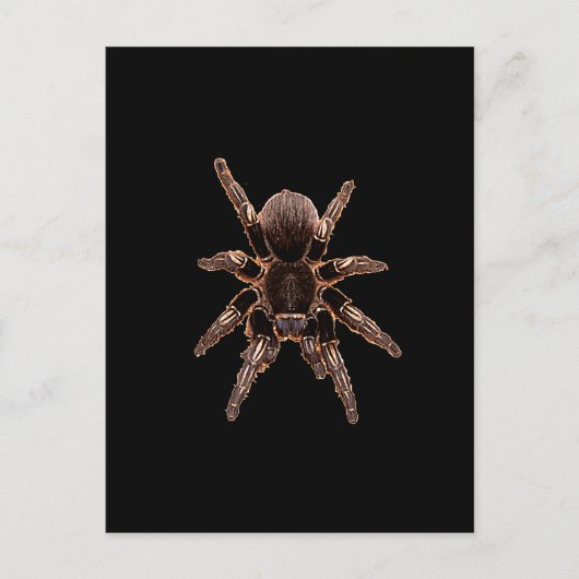 Tarantula Postkarte (Vorderseite)