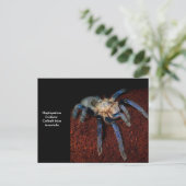 Tarantula Postkarte (Stehend Vorderseite)