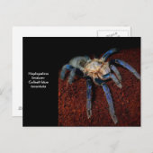 Tarantula Postkarte (Vorne/Hinten)