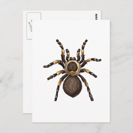 Tarantula Postkarte (Vorne/Hinten)