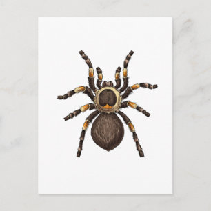 Tarantula Postkarte