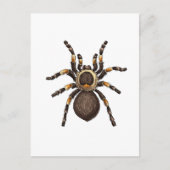Tarantula Postkarte (Vorderseite)