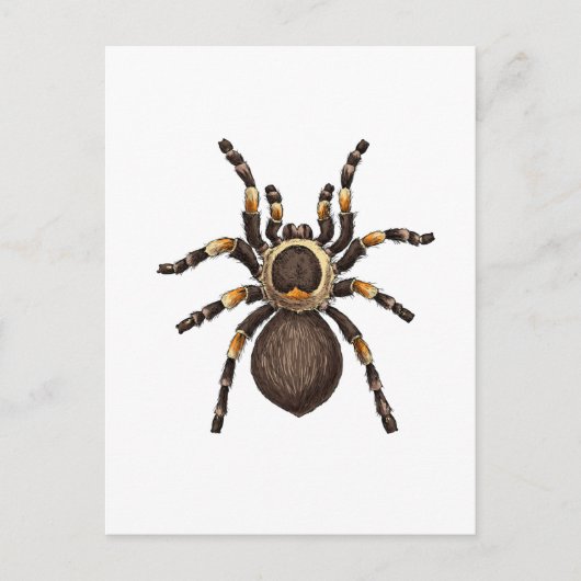 Tarantula Postkarte (Vorderseite)