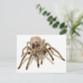Tarantula Postkarte (Stehend Vorderseite)
