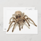 Tarantula Postkarte (Vorne/Hinten)