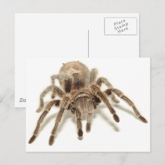 Tarantula Postkarte (Vorne/Hinten)