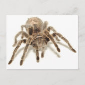 Tarantula Postkarte (Vorderseite)