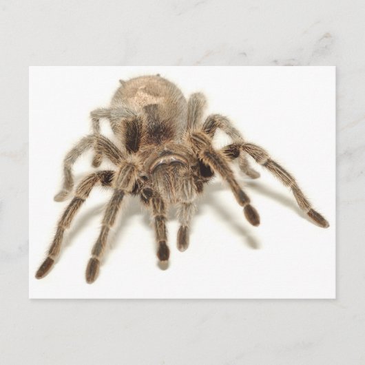 Tarantula Postkarte (Vorderseite)
