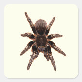 Tarantula Quadratischer Aufkleber (Vorderseite)