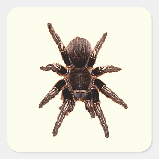 Tarantula Quadratischer Aufkleber (Vorderseite)