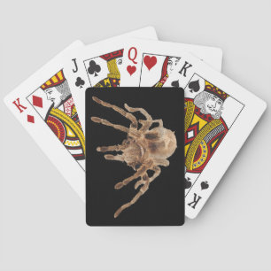 Tarantula-schlichte Spielkarten