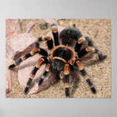 Tarantula Spider Poster (Vorne)