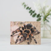 Tarantula Spider Postkarte (Stehend Vorderseite)