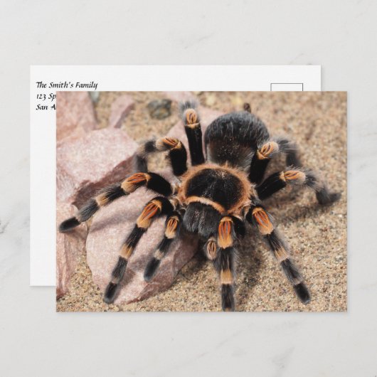 Tarantula Spider Postkarte (Vorne/Hinten)