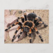 Tarantula Spider Postkarte (Vorderseite)