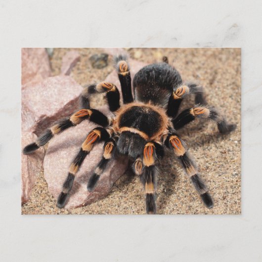 Tarantula Spider Postkarte (Vorderseite)