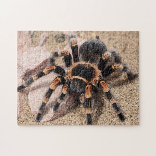 Tarantula Spider Puzzle (Horizontal)