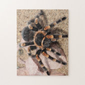 Tarantula Spider Puzzle (Vertikal)