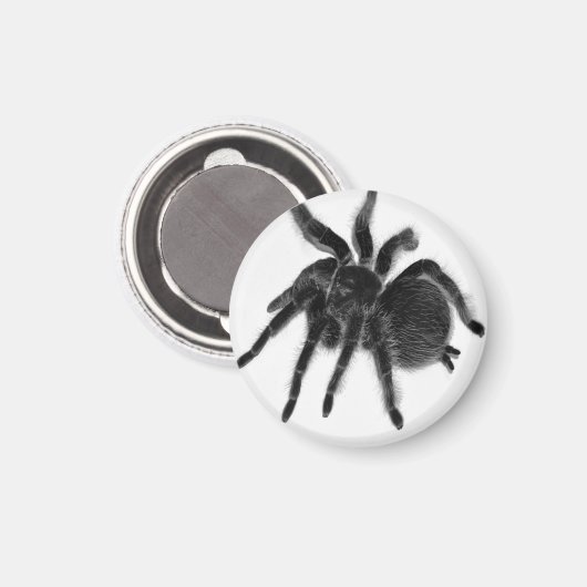 Tarantula Spider Schwarz-weiß Magnet (Vorderseite/Rückseite)