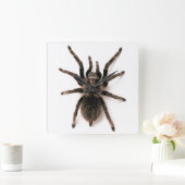 Tarantula Spider Wall Clock Quadratische Wanduhr (Zuhause)