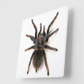 Tarantula Spider Wall Clock Quadratische Wanduhr (Winkel)