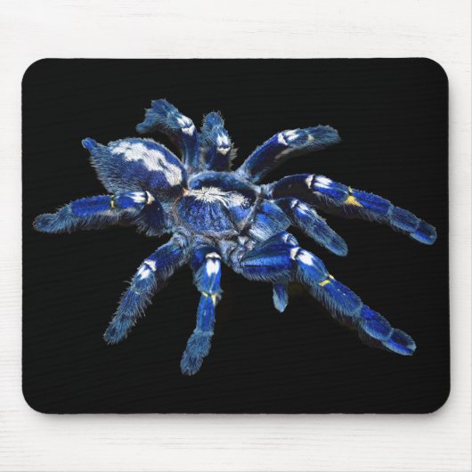 Tarantula-Spinne, arachnid, große blaue Spinne/sch Mousepad (Vorne)