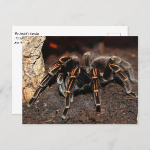 Tarantula-Spinne Postkarte