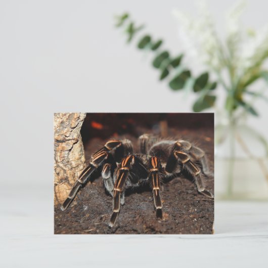 Tarantula-Spinne Postkarte (Stehend Vorderseite)