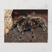 Tarantula-Spinne Postkarte (Vorderseite)