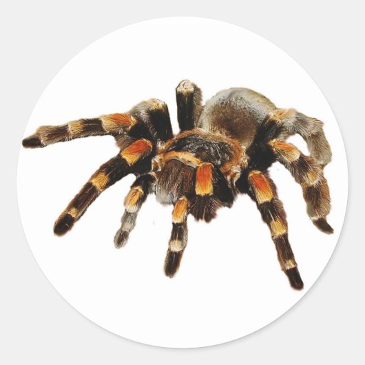 Tarantula-Spinne schwarz und orange Runder Aufkleber (Vorderseite)