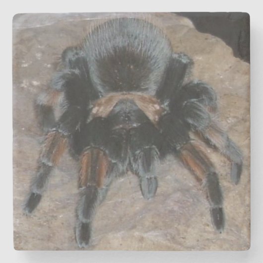 Tarantula Stone Untersetzer (Vorderseite)
