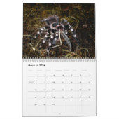 Tarantulas-Wandkalender Kalender (Mär 2026)