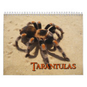Tarantulas-Wandkalender Kalender (Titelbild)