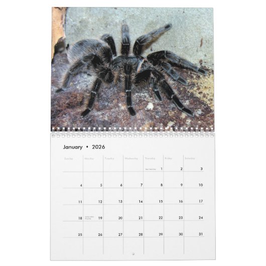 Tarantulas-Wandkalender Kalender (Jan 2026)