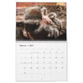 Tarantulas-Wandkalender Kalender (Feb 2027)