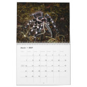 Tarantulas-Wandkalender Kalender (Mär 2027)