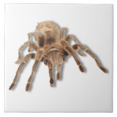 Tarantulaspinne 6x6 fliese (Vorderseite)