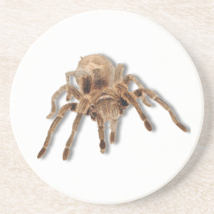 Tarantulaspinne Getränkeuntersetzer