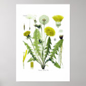 Taraxacum officinale (Dandelion) Poster (Vorne)