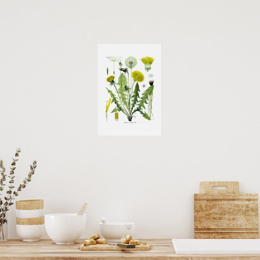 Taraxacum officinale (Dandelion) Poster (Küche)