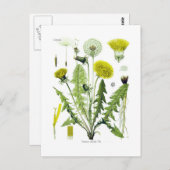 Taraxacum officinale (Dandelion) Postkarte (Vorne/Hinten)