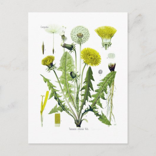 Taraxacum officinale (Dandelion) Postkarte (Vorderseite)