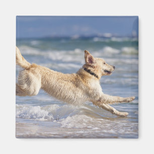 Tarifa, Cadiz, Andalusien, Spanien Magnet