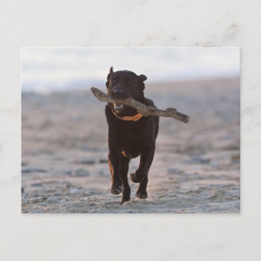 Tarifa, Cadiz, Spanien Postkarte (Vorderseite)