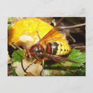 Tarjeta posta De Avispas Postkarte