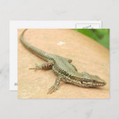 Tarjeta Postal Lagartija Postkarte (Vorne/Hinten)