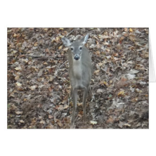 Tarnungs-Rotwild im Herbstlaub